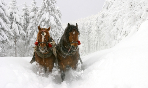 Park City Sleigh Rides