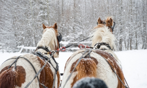 Park City Utah Sleigh Rides